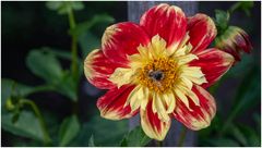 2024-Dahliengarten-47