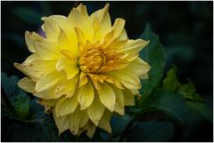2024-Dahliengarten-49