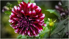 2024-Dahliengarten-50