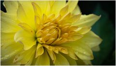 2024-Dahliengarten-51
