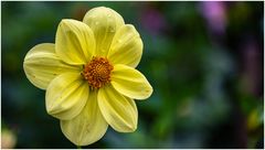 2024-Dahliengarten-52