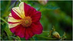 2024-Dahliengarten-53