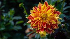 2024-Dahliengarten-55