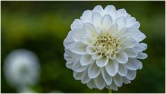 2024-Dahliengarten-56