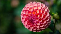 2024-Dahliengarten-57