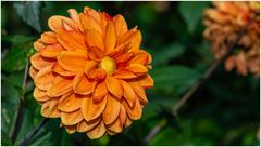 2024-Dahliengarten-58