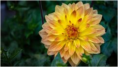 2024-Dahliengarten-59