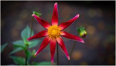 2024-Dahliengarten-6