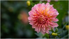 2024-Dahliengarten-61