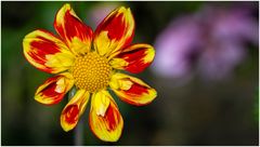 2024-Dahliengarten-62