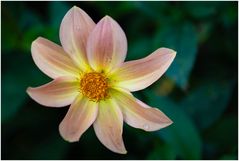 2024-Dahliengarten-63