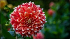 2024-Dahliengarten-64
