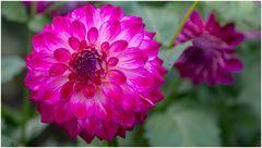 2024-Dahliengarten-65
