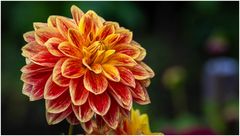 2024-Dahliengarten-7
