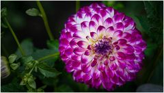 2024-Dahliengarten-9