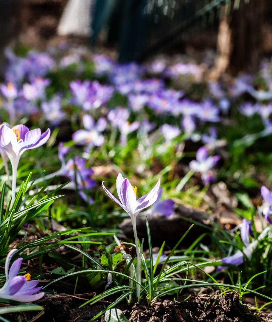 2024 früling