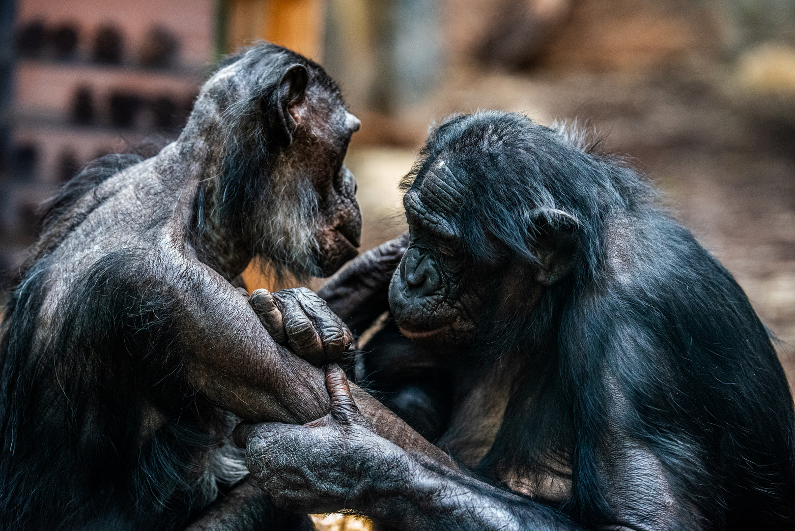 2024 Mich laust der Affe ... Bonobos im Frankfurter Zoo