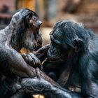 2024 Mich laust der Affe ... Bonobos im Frankfurter Zoo