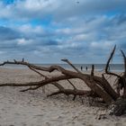 2024 Strandgut in Westerland/Sylt