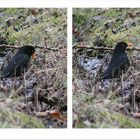 2024.01.30 Amsel - heute ist mein Badetag