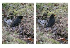 2024.01.30 Amsel - heute ist mein Badetag