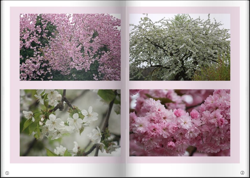 2024.04.14 Blütenträume in Weiß und Rosa