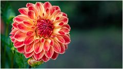 20241-Dahliengarten-38