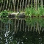 2025-05-15-Teich beim Spargelwirt
