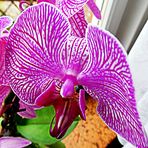 2025-06-18-Eine meiner Orchideen 