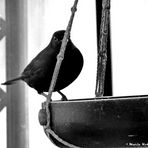 2025-07-11-Amsel am Futterplatz