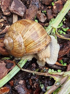 2025-08-20-Gartenbesuch