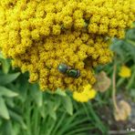 2025-10-04-Gelbe Schafgarbe m.Besucher