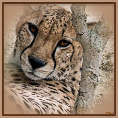 2025 RESERVE SIGEAN (45)