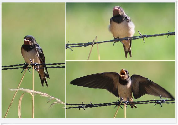 2025.07.08 Die Jungschwalben