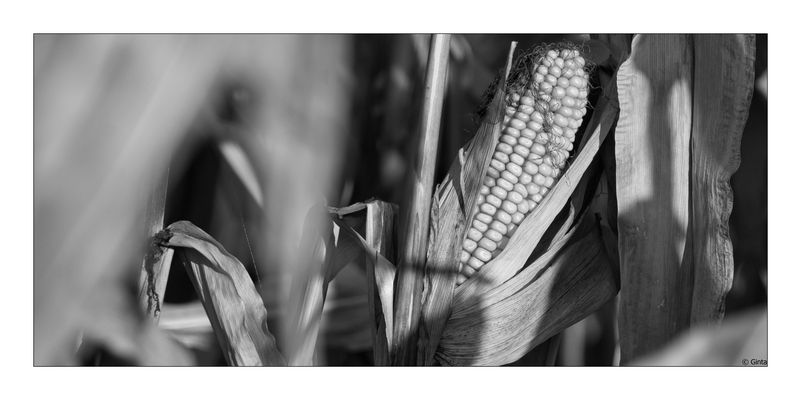 20251014_imRied_Mais_AT