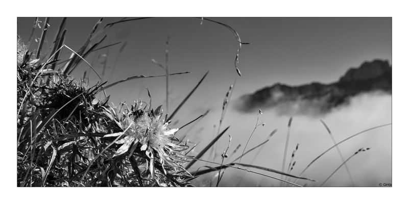 20251015_Silberdistel