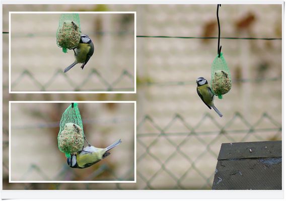 2025.11.01 Blaumeise-Collage