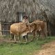 Ochsengespann in Viales (Cuba) mit Eggen