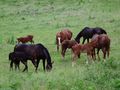 4_Camargue von Harald Schaad