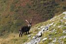 Steinbock by Marc Scheffczik