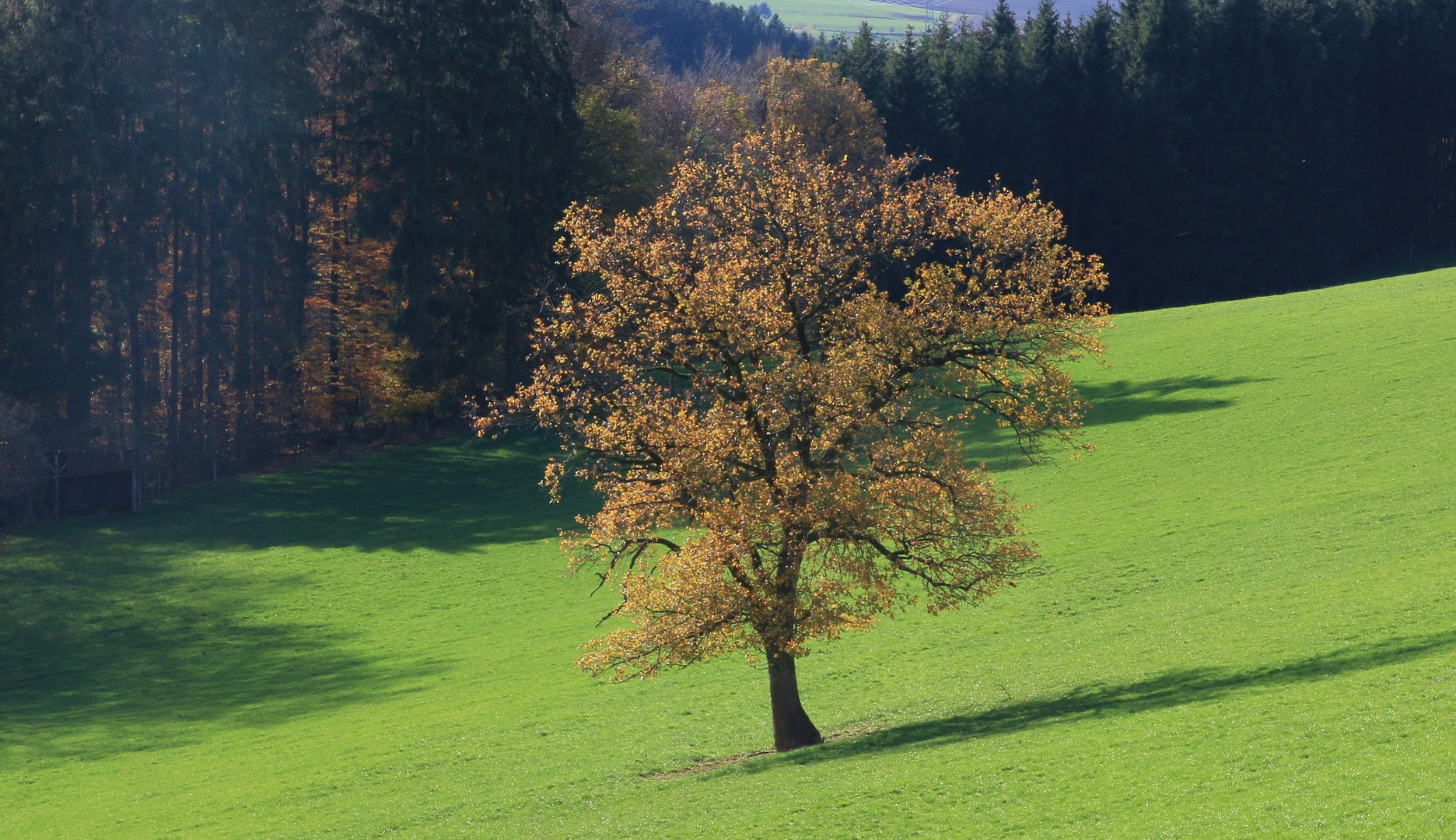 20449 Hochdruckeinfluss in der Schneifel (07.11.2020)