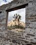 Ausblick mit Joshua Tree von Minou Nowrousian