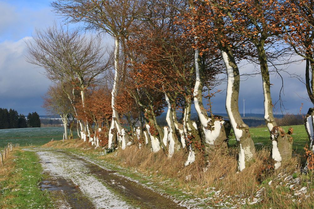 20594 winterliche Heckendekoration am Harresfelder Weg