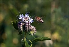 209 / 2021 - Mittwochsblümchen