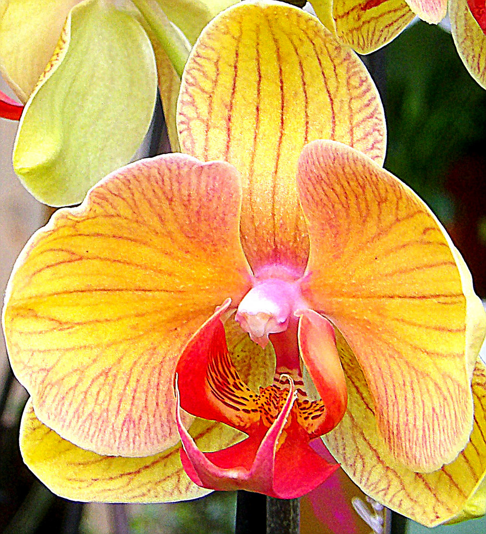 209_0161Phalaenopsis