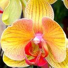 209_0161Phalaenopsis