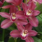 209_0195 Orchidee