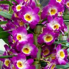 209_0226 Dendrobium Orchidee