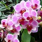 209_0260 Cattleya-Orchidee