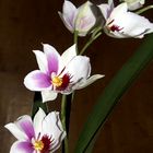 209_0423 Miltonia-Orchidee